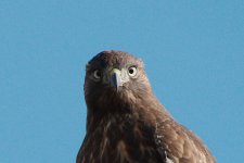 Red Tail Hawk Sunday -DSC_5824-0039.jpg
