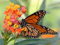 Monarch.jpg