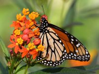 Monarch2.jpg