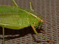 Hopper2.jpg