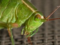 Hopper3.jpg