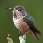 Hummer7.jpg