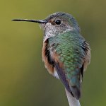 Hummer2.jpg