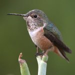 Hummer6.jpg