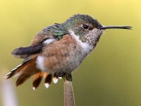 Hummer18.jpg