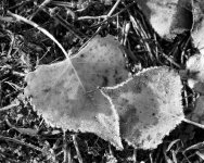 Fall-225.jpg