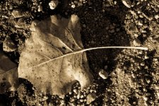 Fall-228.jpg