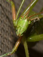 Hopper4.jpg