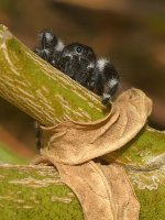 Spider.jpg