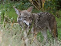 Coyote.jpg