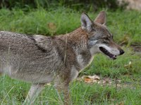 Coyote2.jpg