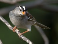 Sparrow.jpg