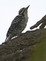 Woodpecker.jpg
