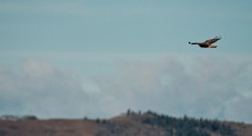 SM Red Tail Hawk Sunday -DSC_5755-0008.jpg