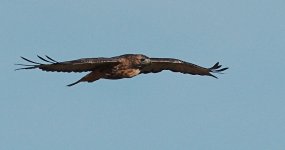 SM Red Tail Hawk Sunday -DSC_5764-0013.jpg
