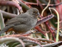 Towhee.jpg