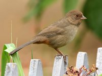 Towhee5.jpg