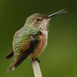 Hummer5.jpg