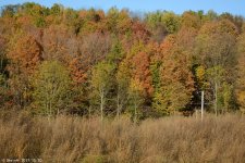 DSC_7779.jpg