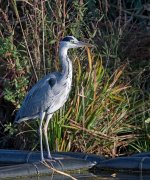 DSC_6687.jpg