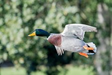DSC_6771.jpg