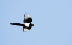 DSC_6732.jpg