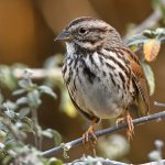 Sparrow.jpg