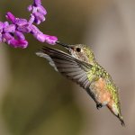 Hummer3.jpg
