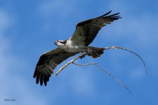 OspreySTicks-200.jpg