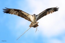 OspreySTicks-202.jpg