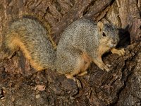Squirrel2.jpg