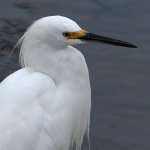 Egret.jpg