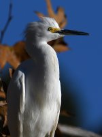 Egret4.jpg