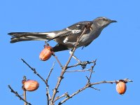 Mockingbird.jpg