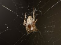 Spider.jpg