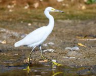 SnowyEgret-360.jpg