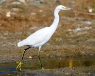 SnowyEgret-362.jpg