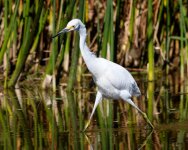 SnowyEgret-365.jpg