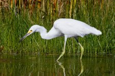 SnowyEgret-367.jpg