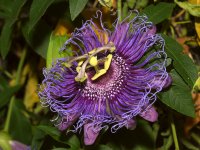 Passiflora.jpg