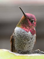Hummer5.jpg