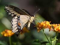 Swallowtail8.jpg