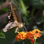 Swallowtail10.jpg