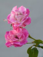 Roses.jpg