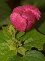 Flowerhead.jpg