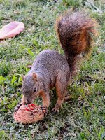 Squirrel.jpg