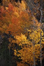 Aspens 1000 long side.jpg