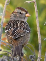 Sparrow3.jpg