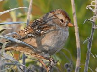 Sparrow6.jpg