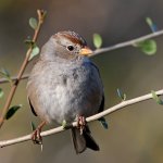 Sparrow10.jpg